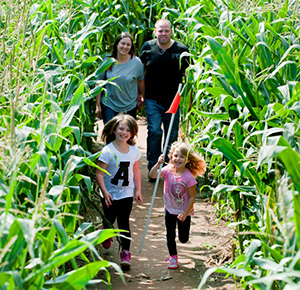 Tackling the maize maze at the National Forest Adventure Farm, Staffordshire, are a mum and dad and their two kids